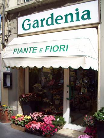 gardenia piante e fiori